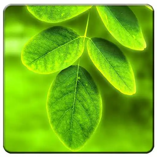 Free play online Leaf Live Wallpapers  APK
