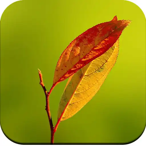 Play Leaf Wallpaper 4K APK Play Leaf Wallpaper 4K APK