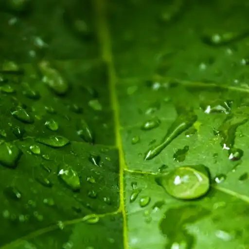 Play Leaf Wallpaper APK Play Leaf Wallpaper APK