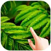 Free play online Leaf Water Ripple Live Wallpaper APK Free play online Leaf Water Ripple Live Wallpaper APK