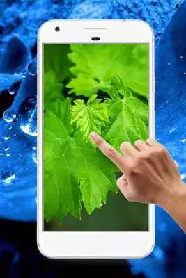 Play Leaf Water Ripple Live Wallpaper
