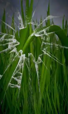Play Leafy Free live wallpaper