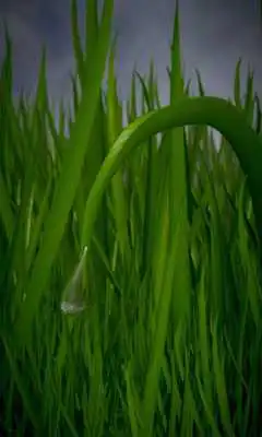 Play Leafy Free live wallpaper