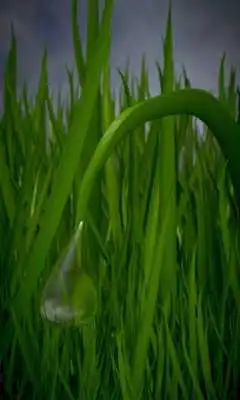 Play Leafy Free live wallpaper