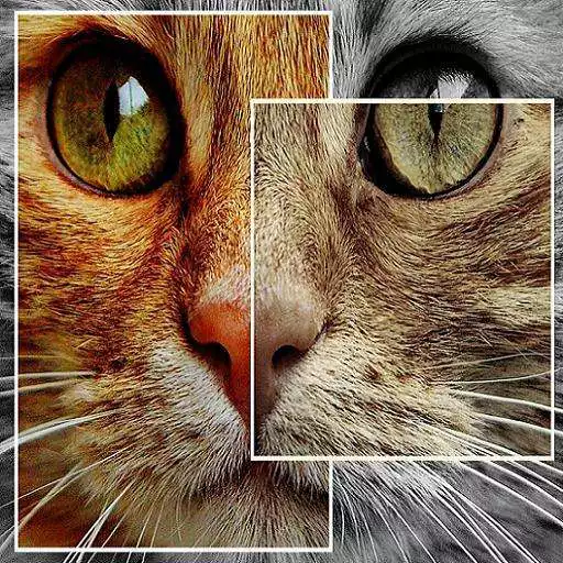 Play Learn about cat breeds APK Play Learn about cat breeds APK