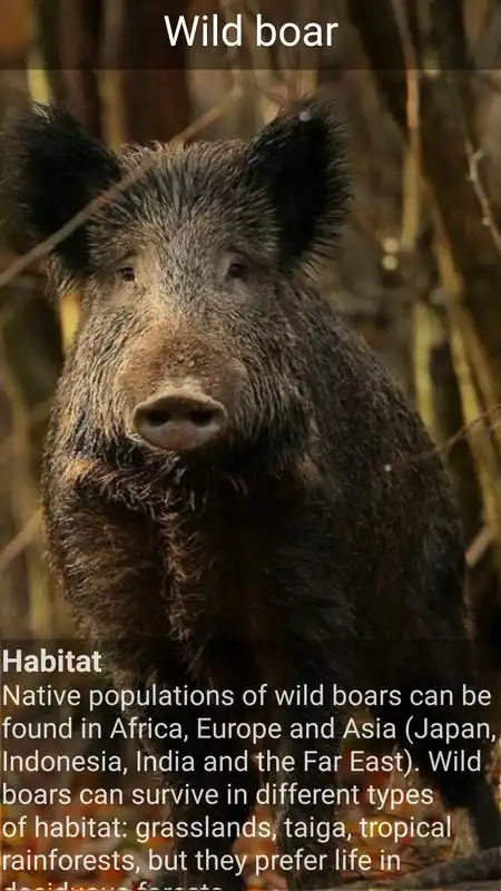 Play Learn Animal Names and Facts