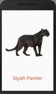 Play Learn Animal Names in Turkish