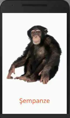 Play Learn Animal Names in Turkish