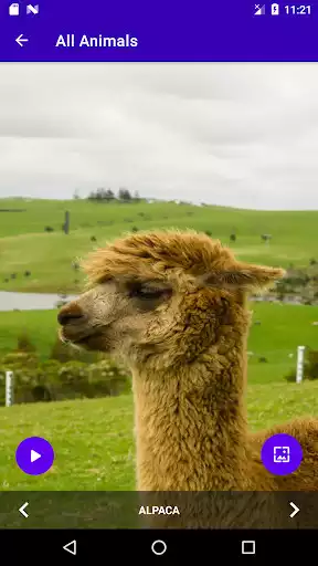 Play Learn Animals Name and Sound as an online game Learn Animals Name and Sound with UptoPlay