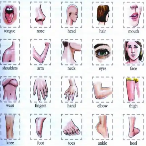 Play Learn Body Parts in English APK Play Learn Body Parts in English APK