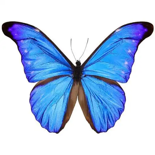 Play Learn English Nouns APK