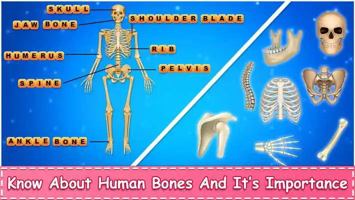 Play Learn Human Body Parts For Kids