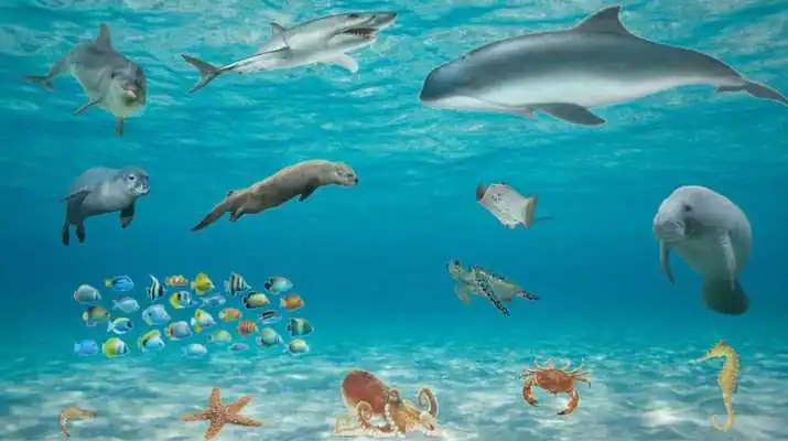 Play Learning Animal Sounds And Habitats