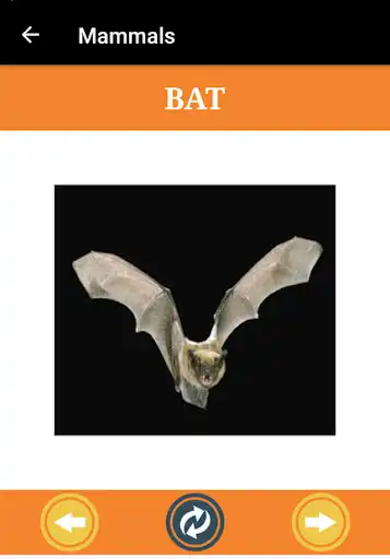 Play Learn Insects and Mammals as an online game Learn Insects and Mammals with UptoPlay