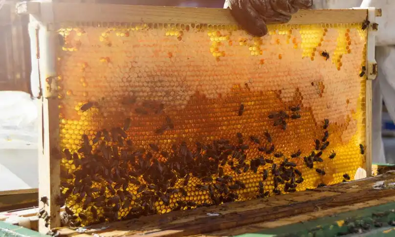 Play Learn organic beekeeping  and enjoy Learn organic beekeeping with UptoPlay