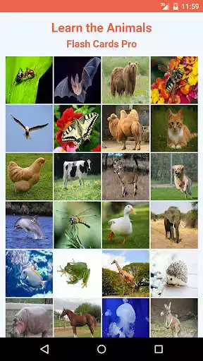 Play Learn the Animals Flash Cards Pro  and enjoy Learn the Animals Flash Cards Pro with UptoPlay