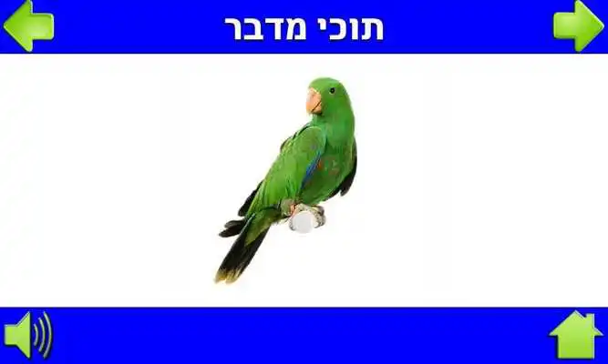 Play Learn the Animals