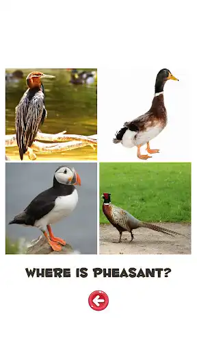 Play Learn the Birds as an online game Learn the Birds with UptoPlay