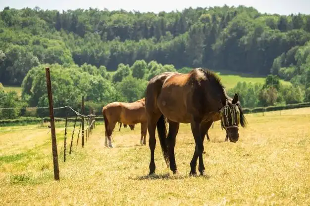 Play Learn to ride horses as an online game Learn to ride horses with UptoPlay