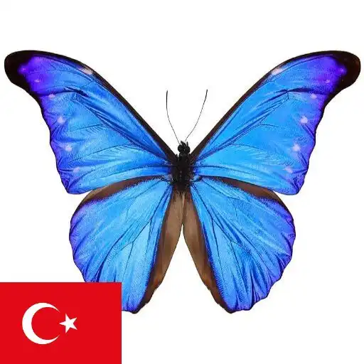 Play Learn Turkish Nouns APK