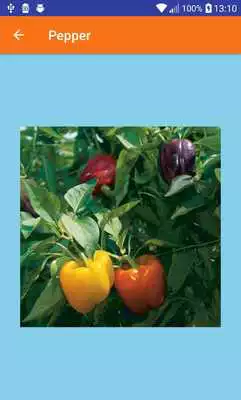 Play Learn Veggies Play Learn Veggies
