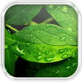 Free play online Leaves in Water Effect APK Free play online Leaves in Water Effect APK