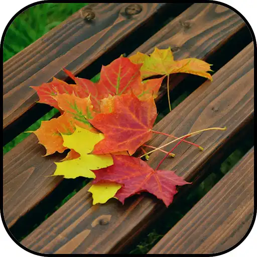 Free play online Leaves Wallpapers APK