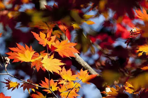Play Leaves Wallpapers  and enjoy Leaves Wallpapers with UptoPlay