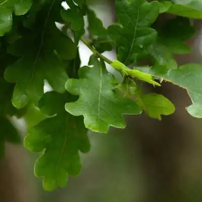 Play Leaves Wallpapers Play Leaves Wallpapers