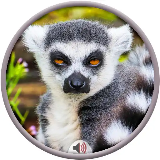 Play Lemur Sounds APK Play Lemur Sounds APK