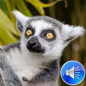 Free play online Lemur Sounds Ringtones APK