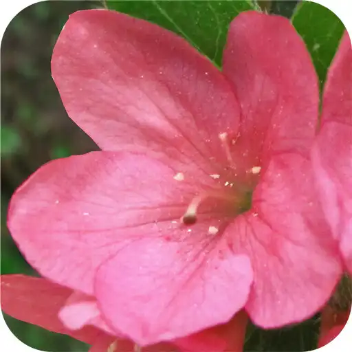 Play Leśne Arboretum Warmii i Mazur APK