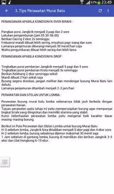 Play Lengkap Masteran Murai Batu