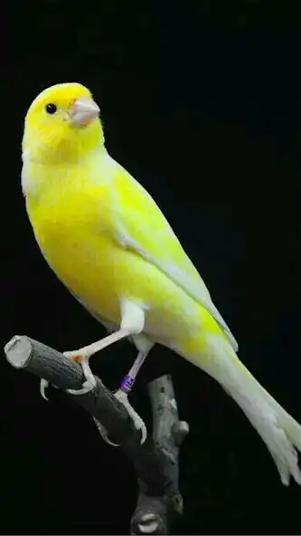 Play lengkap masteran semua burung and enjoy lengkap masteran semua burung with UptoPlay Play lengkap masteran semua burung and enjoy lengkap masteran semua burung with UptoPlay