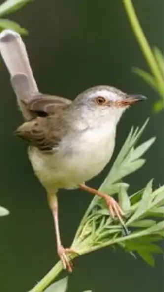 Play lengkap masteran semua burung as an online game online lengkap masteran semua burung with UptoPlay Play lengkap masteran semua burung as an online game lengkap masteran semua burung with UptoPlay