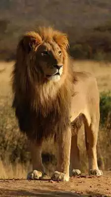 Play Leo Live Wallpaper Play Leo Live Wallpaper