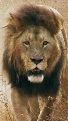 Play Leo Live Wallpaper Play Leo Live Wallpaper