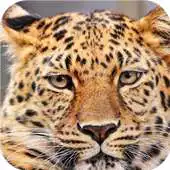 Free play online Leopard face. Live wallpapers APK