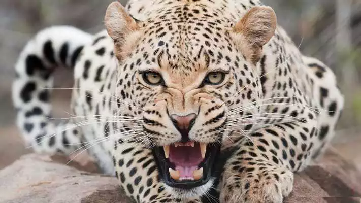 Play Leopard face. Live wallpapers