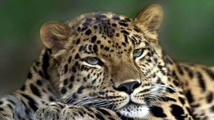 Play Leopard face. Live wallpapers