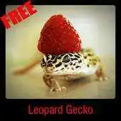 Free play online Leopard Gecko APK