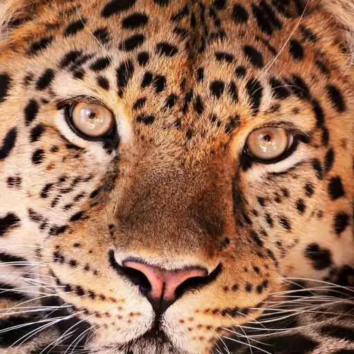 Play Leopard HD, 4K Wallpapers APK