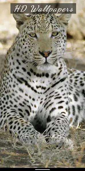 Play Leopard HD, 4K Wallpapers  and enjoy Leopard HD, 4K Wallpapers with UptoPlay