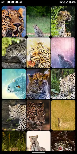 Play Leopard HD, 4K Wallpapers as an online game Leopard HD, 4K Wallpapers with UptoPlay
