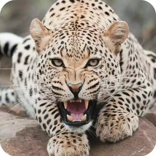 Free play online Leopard Live Wallpaper HD APK Free play online Leopard Live Wallpaper HD APK