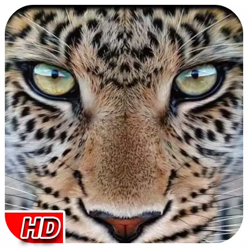 Free play online Leopard Live Wallpaper APK Free play online Leopard Live Wallpaper APK