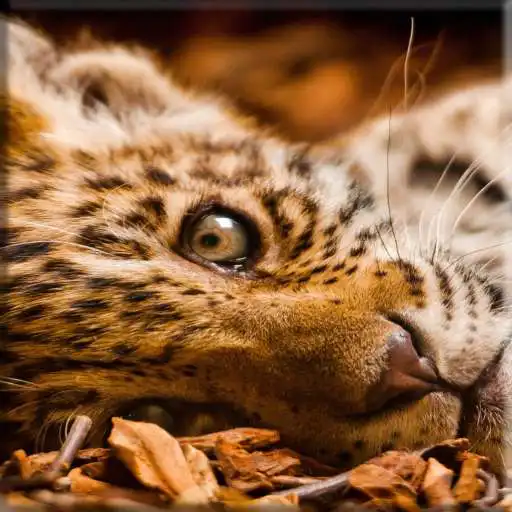 Play Leopard Lock Screen APK Play Leopard Lock Screen APK
