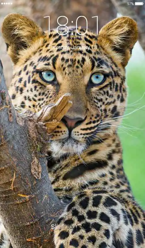 Play Leopard Lock Screen
