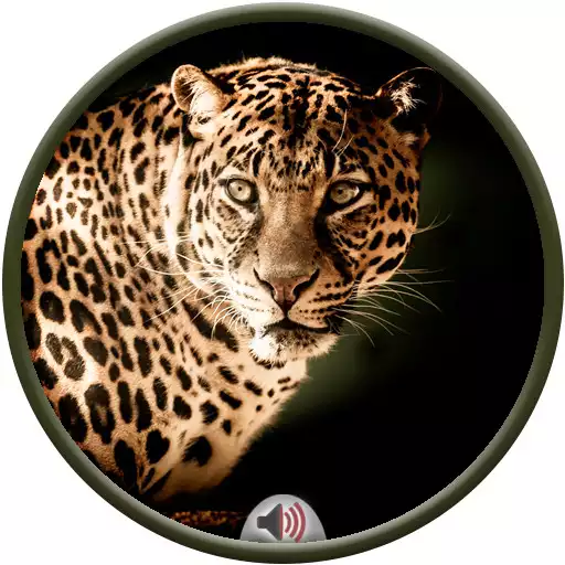 Play Leopard Sounds APK Play Leopard Sounds APK