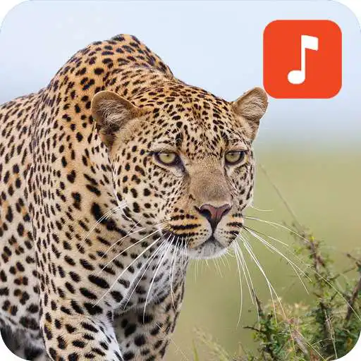 Play Leopard Tiger Sound Effects APK